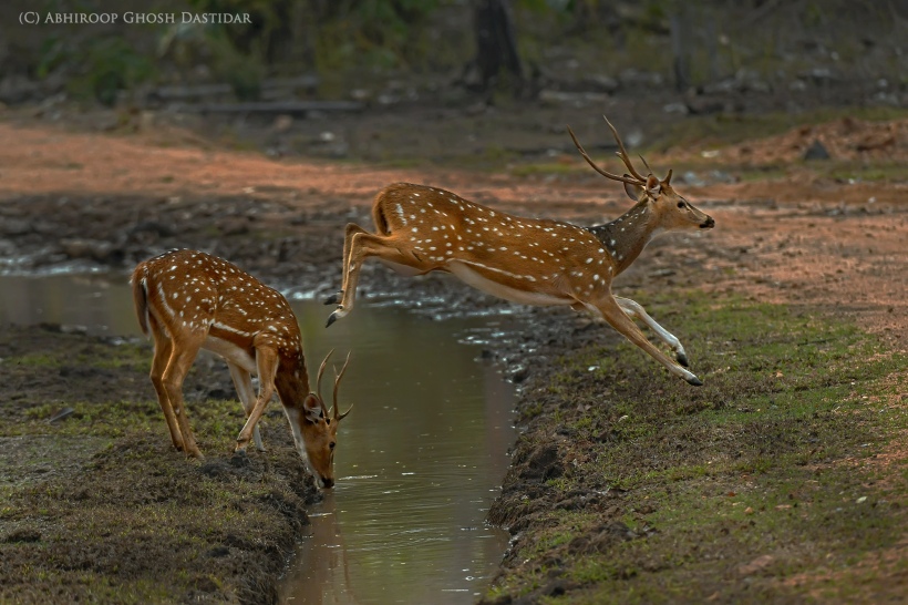 DSC_2185-Recovered chital jumping cpr red