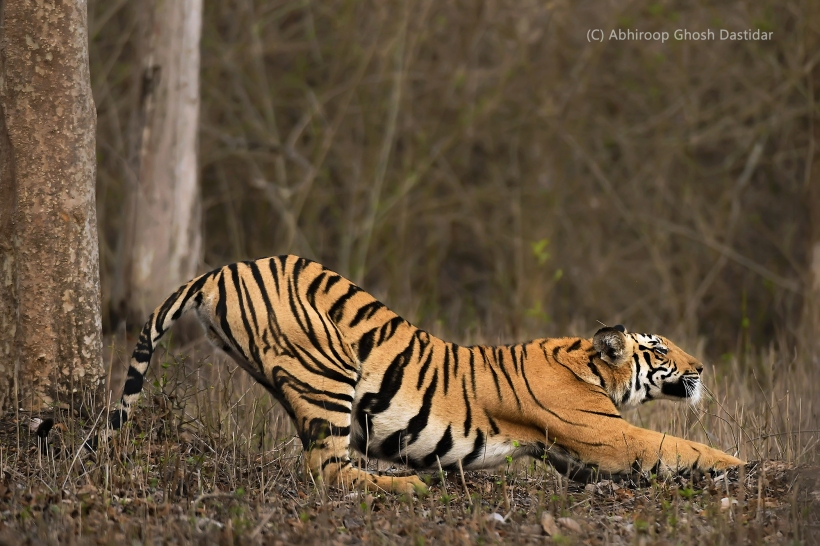 DSC_2310 tiger stretching red cpr