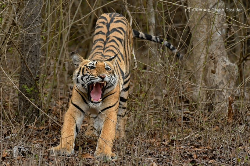 DSC_3432 tiger yawn cpr red